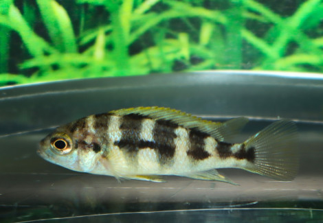 Petrotilapia Sp. Chitimba S