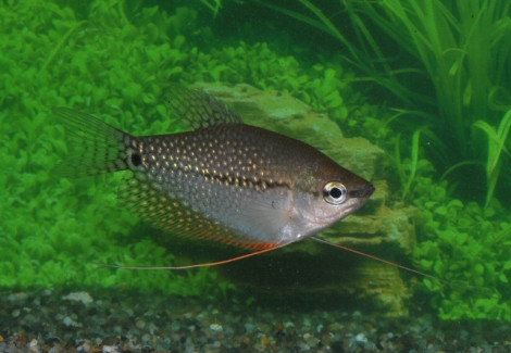 Trichopodus Leeri Xxl