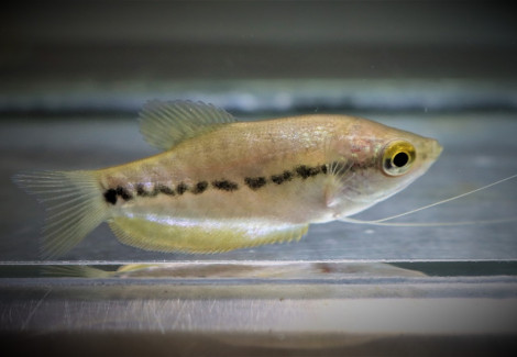 Trichopodus Pectoralis S