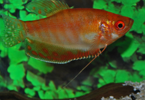 Trichopodus Trichopterus Gold/Red S/M