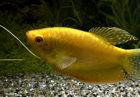 Trichopodus Trichopterus Gold S