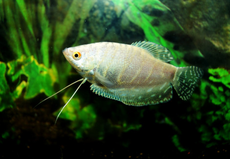 Trichopodus Trichopterus Platinum S