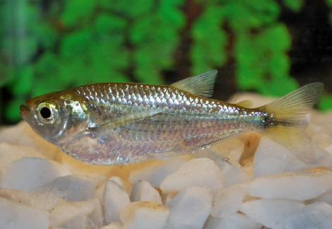 Triportheus Angulatus Xl
