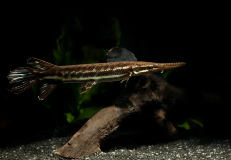 Atractosteus Tropicus M 20Cm