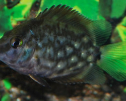Uaru Amphiacanthoides L