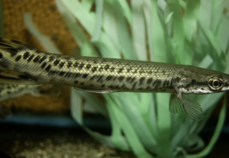 Atractosteus Spatula S
