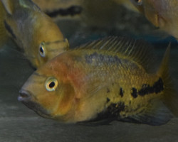 Vieja Melanurus S