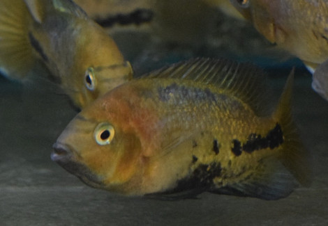 Vieja Melanurus S