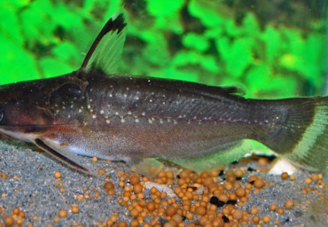 Auchenipterichthys Thoracatus M