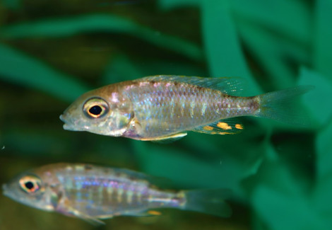 Aulonocara Kandeense S