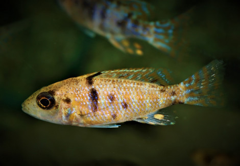 Aulonocara Sp. Red Neon S