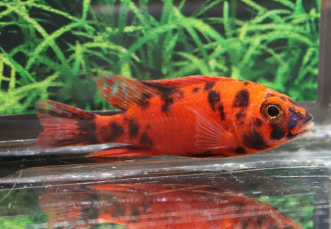 Aulonocara Strawberry Pearl S