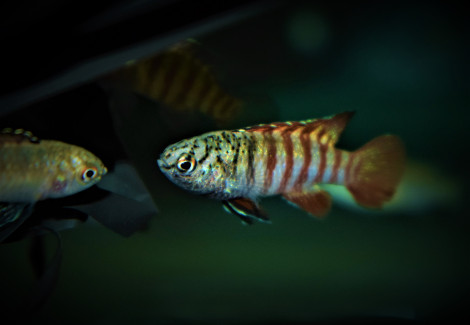 Dario Sp. Myanmar L