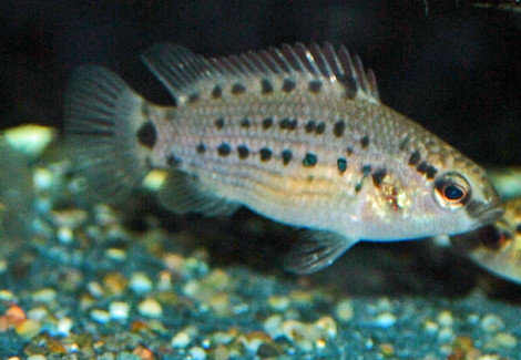 Badis Assamensis M