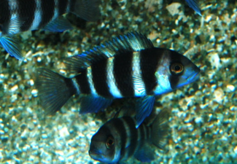 Cyphotilapia Frontosa S/M