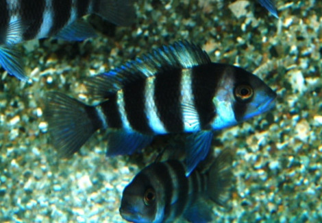 Cyphotilapia Frontosa 7-Stripe S