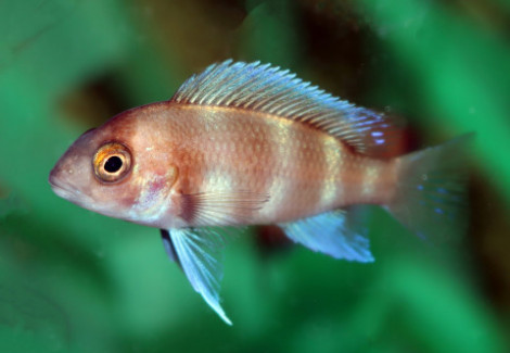 Cyphotilapia Frontosa Red M