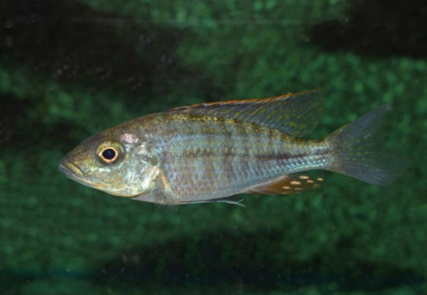 Hapl./Dimidiochromis Compressiceps S