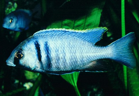 Placidochromis Electra S