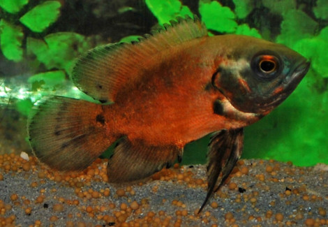 Astronotus Ocel.Red S