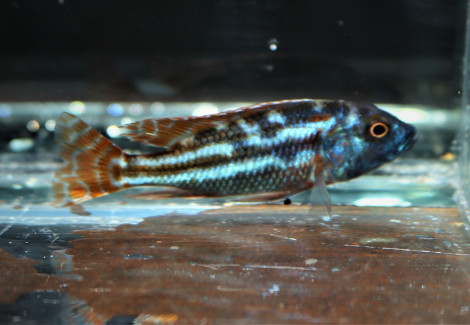Nimbochromis Fuscotaeniatus S