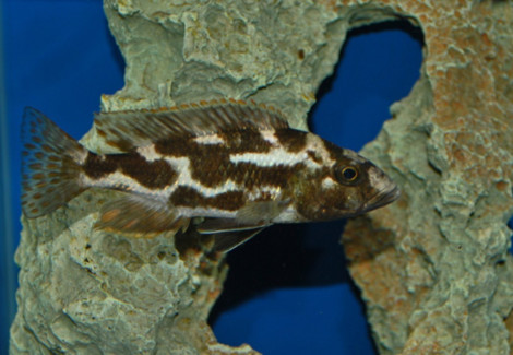 Hapl./Nimbochromis Livingstonii S