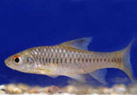 Barbus Trispilomimus M