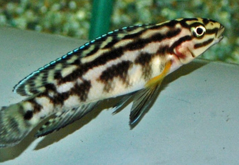 Julidochromis Marlieri M