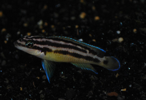 Julidochromis Ornatus M