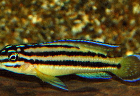 Julidochromis Regani Kipili M