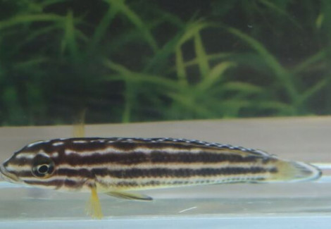 Julidochromis Regani Nsumbu S