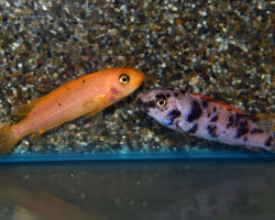 Labeotropheus Trew. Tumbi Point M
