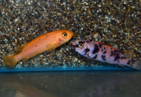 Labeotropheus Trew. Tumbi Point M