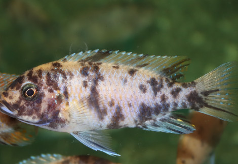 Labeotropheus Fuelleborni Fuawe F1 M