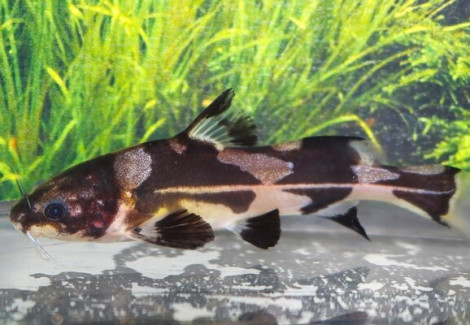 Bagroides Melapterus S