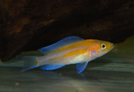 Lamprologus Cygnus S