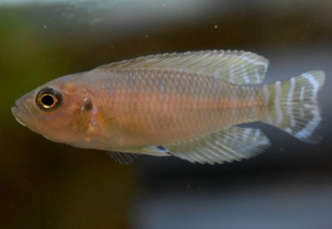 Neolamprologus Brevis L