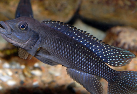 Lamprologus Congoensis L