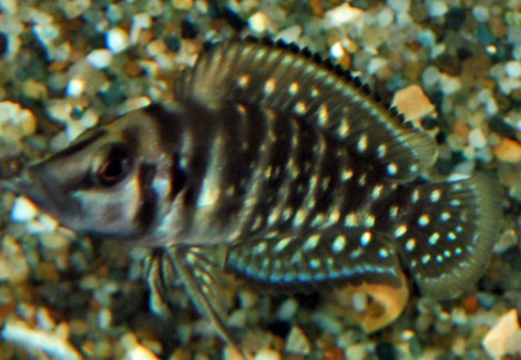Lamp./Altolamprologus Calvus S