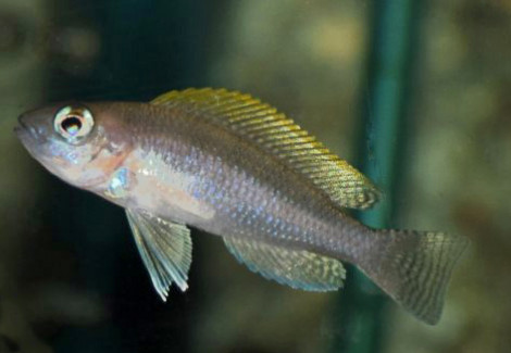Lamp./Neolamprologus Caudopunctatus M