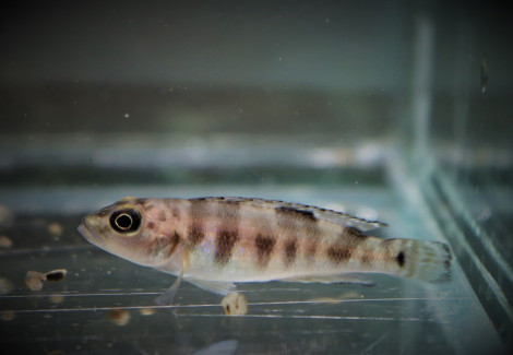 Lepidiolamprologus Meeli S/M