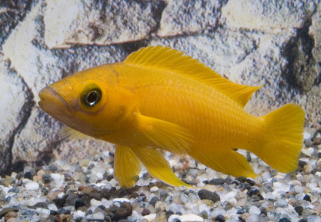 Neolamprologus Leleupi L