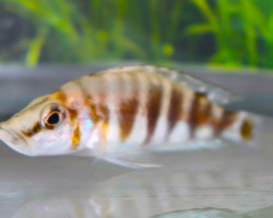 Altolamprologus Compres. Kilima S