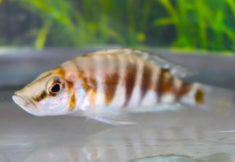 Altolamprologus Compres. Kilima S