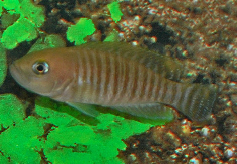 Neolamprologus Multifasciatus M