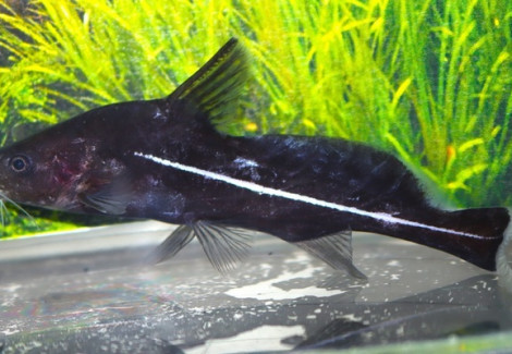 Bagrichthys Hypselopterus S/M