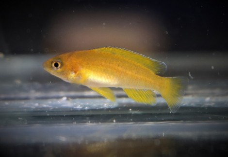 Neolamprologus Mustax Mbiti Island S/M