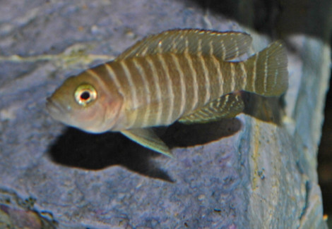 Neolamprologus Similis M