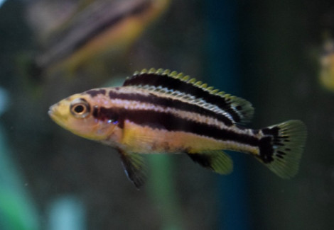 Melanochromis Chipokae S
