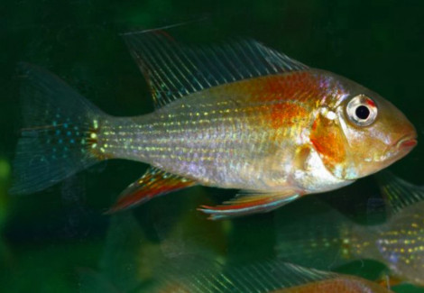 Acarichthys Heckelii Variatus S/M